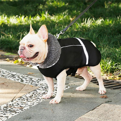 French Bulldog black coat