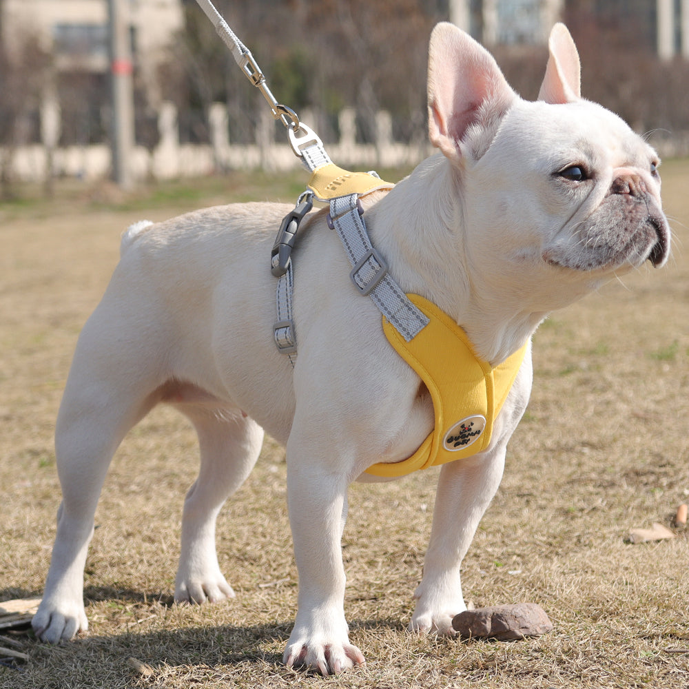 French Bulldog harness with leash