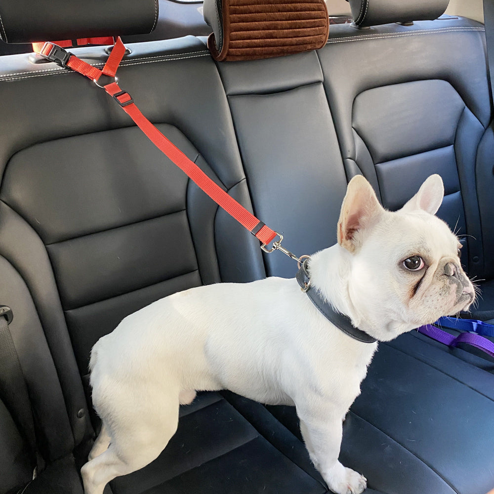 Frenchie Car Seat Belt harness