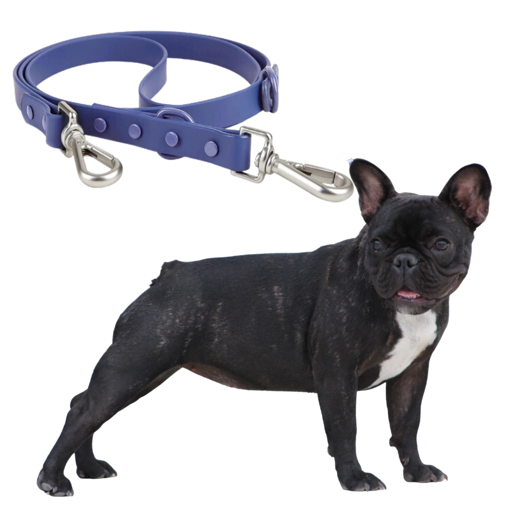 Frenchie Harness with Matching Leash