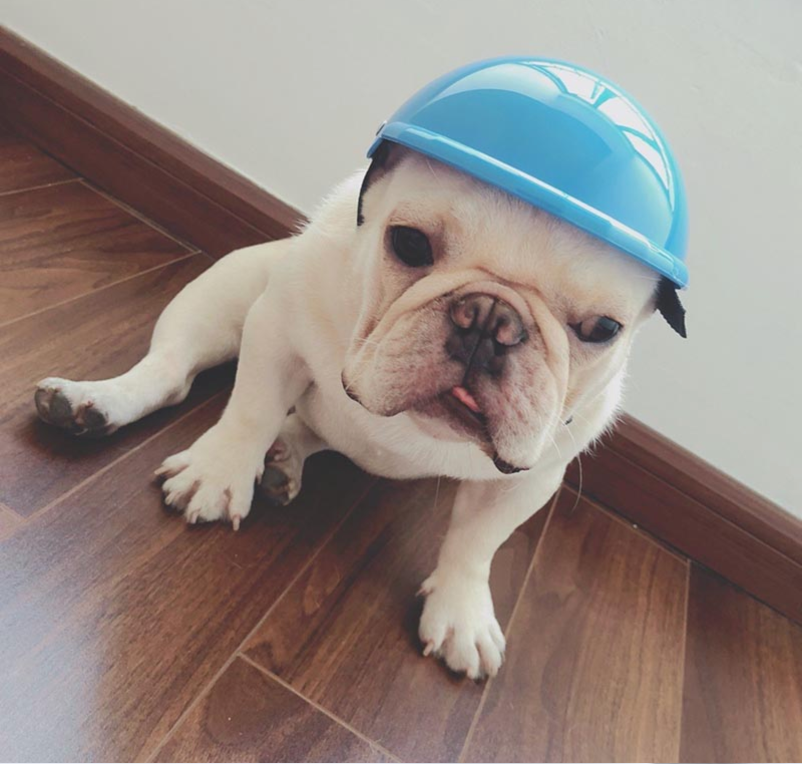 Frenchie Helmets (WS69) - Frenchie Shop