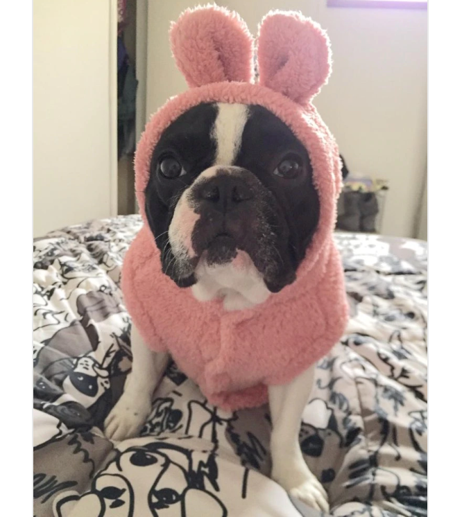 Frenchie bear fleece hoodie 