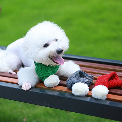 Frenchie wearing Christmas knit scarf