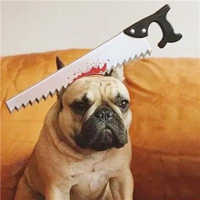 Halloween accessories for frenchies