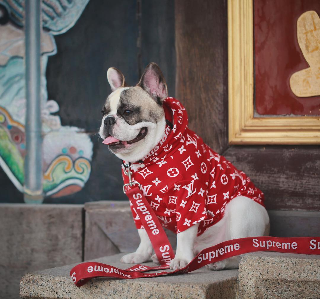 Louis Vuitton Dog Harness -  Canada