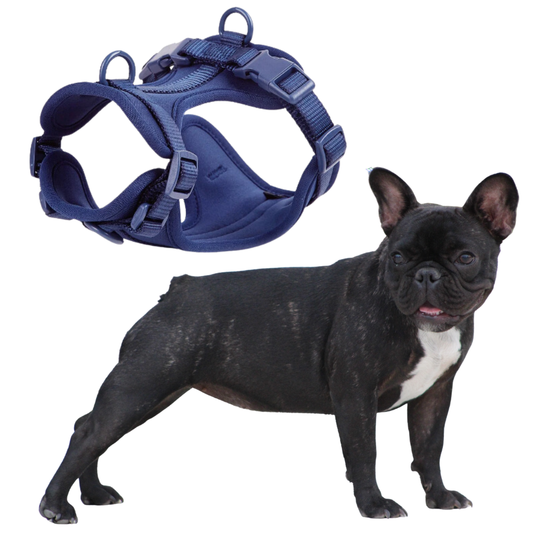 Quick Release Harness with leash set for Frenchies