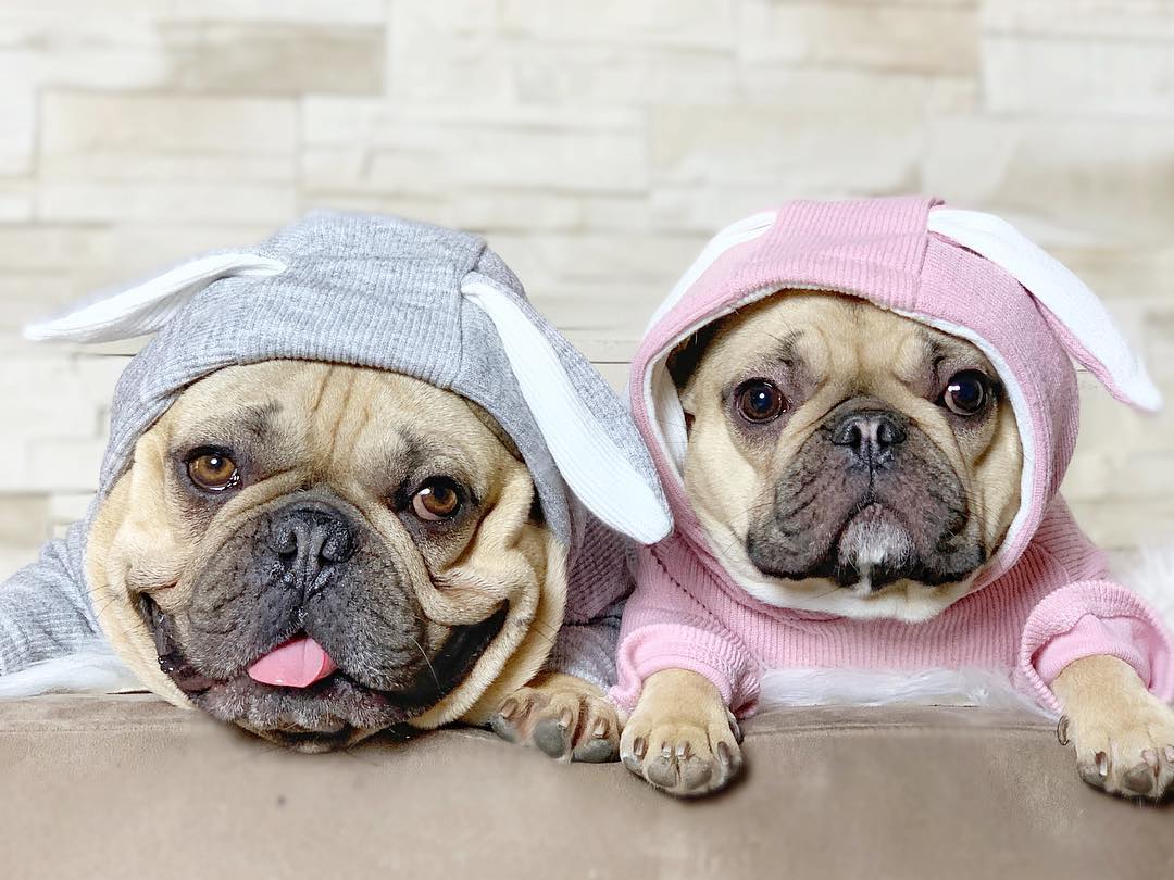 Rabbit Hoodie for French bulldog