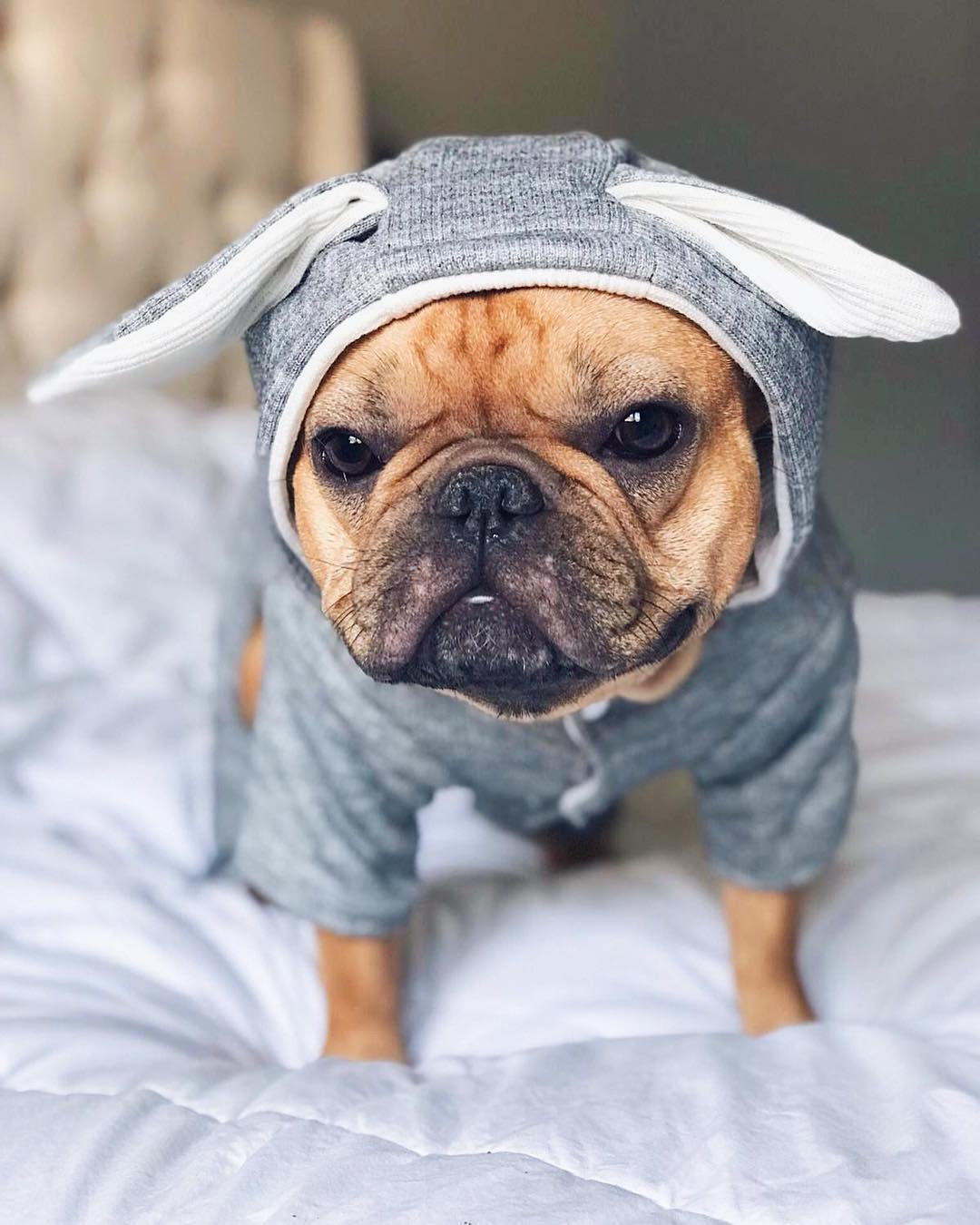 Rabbit Hoodie for French bulldog (WS9) 