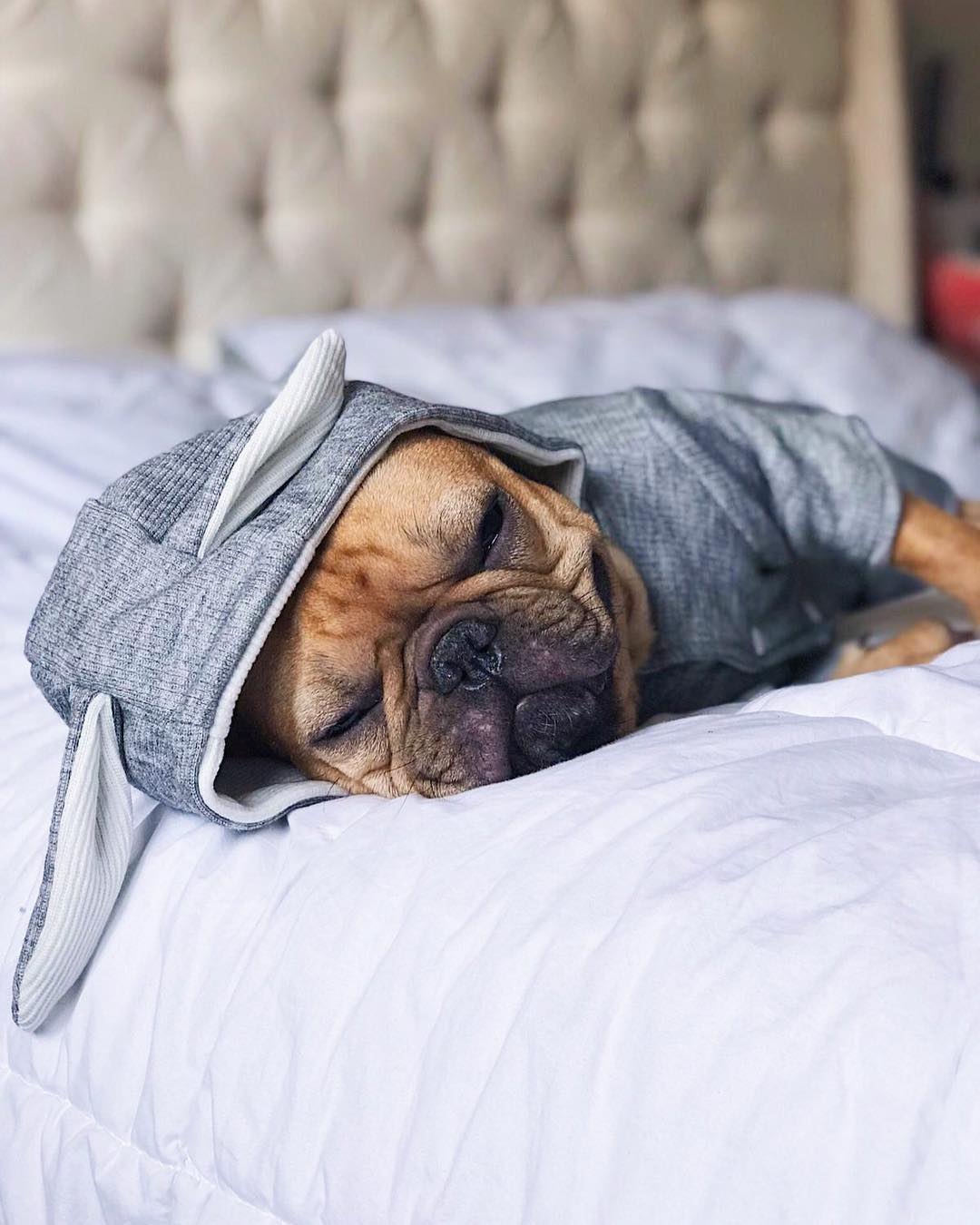 Rabbit Hoodie for French bulldog (WS9) - Frenchie Shop