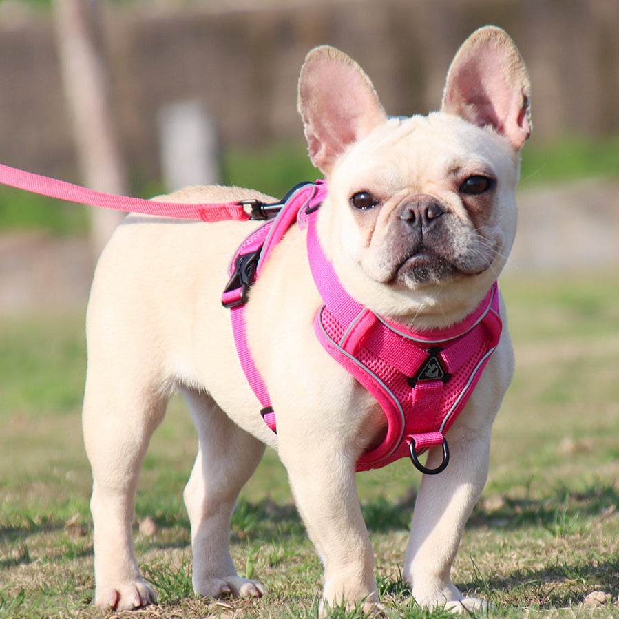 Reflective Frenchie harness with handle