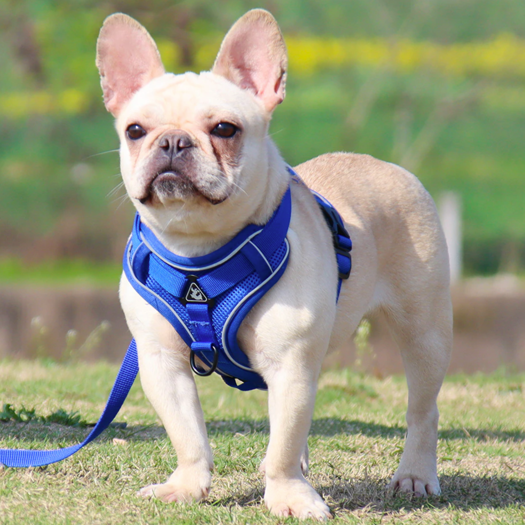 Reluxy™ -French Bulldog Harness Leash Set 
