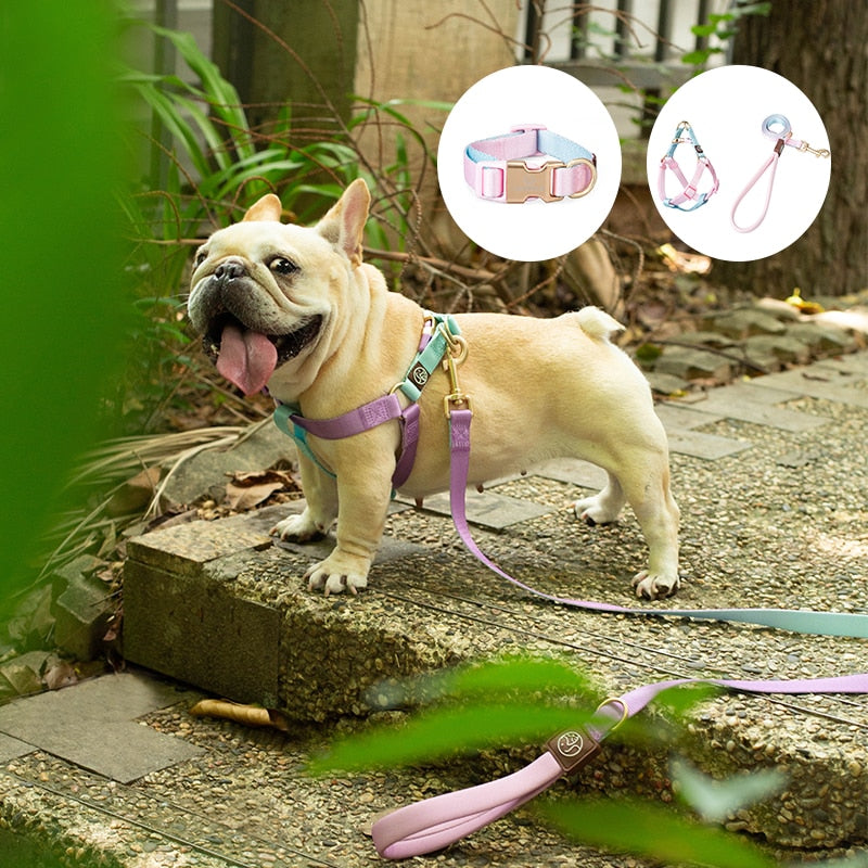 Frenchie-No-Pull-Harness-Leash-Set-Combining-Comfort-with-Control-www.frenchie.shop
