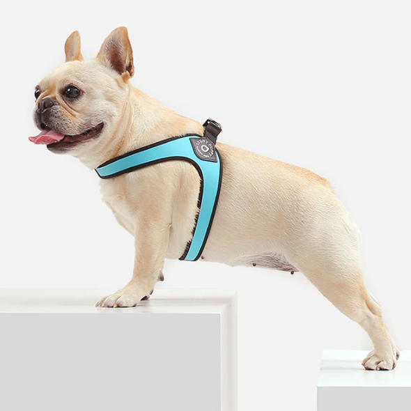 Easy walk harness for french bulldog best sale