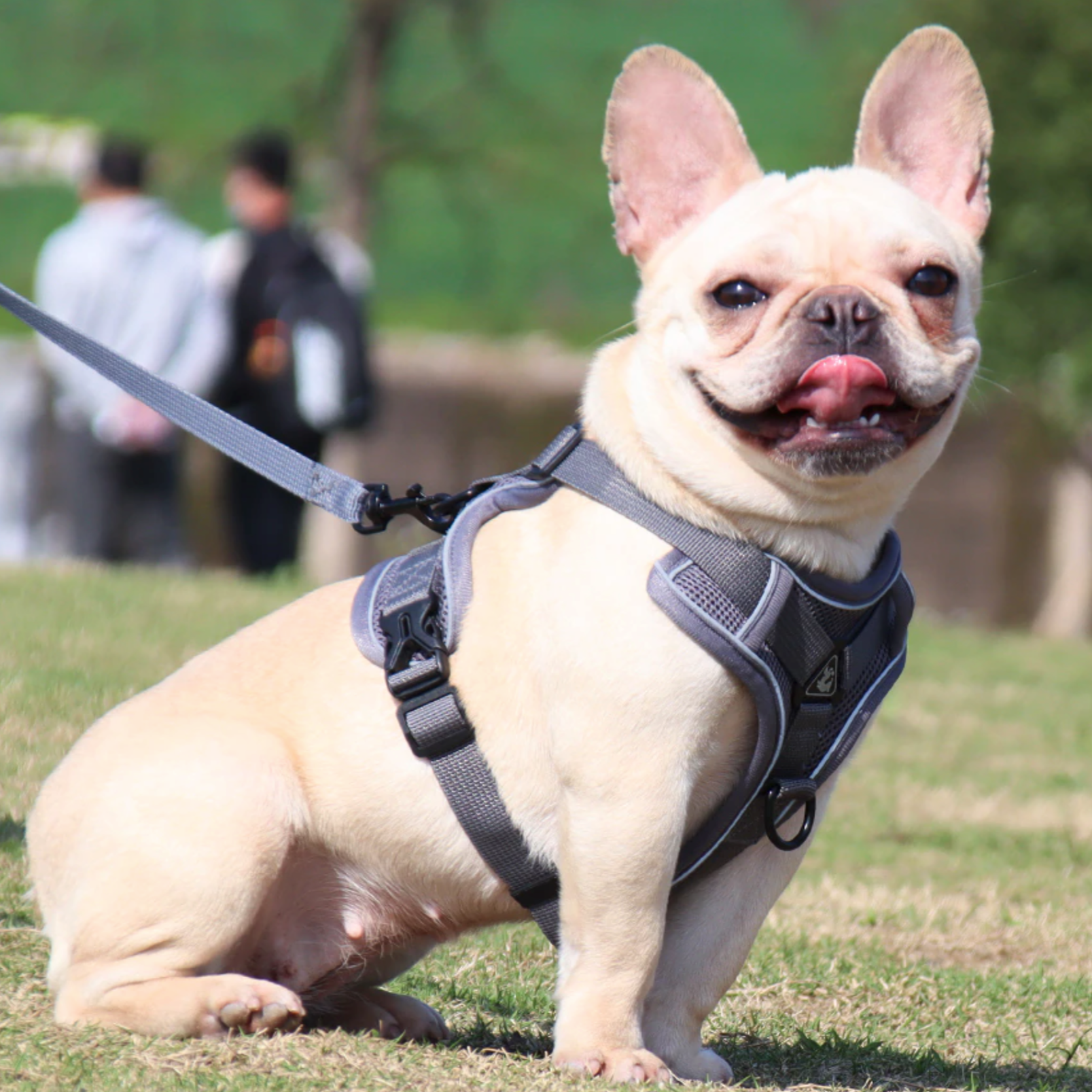 Breathable & Padded French Bulldog Harness and Leash