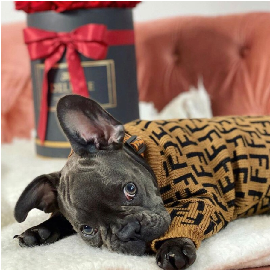 Womens french bulldog sales jumper