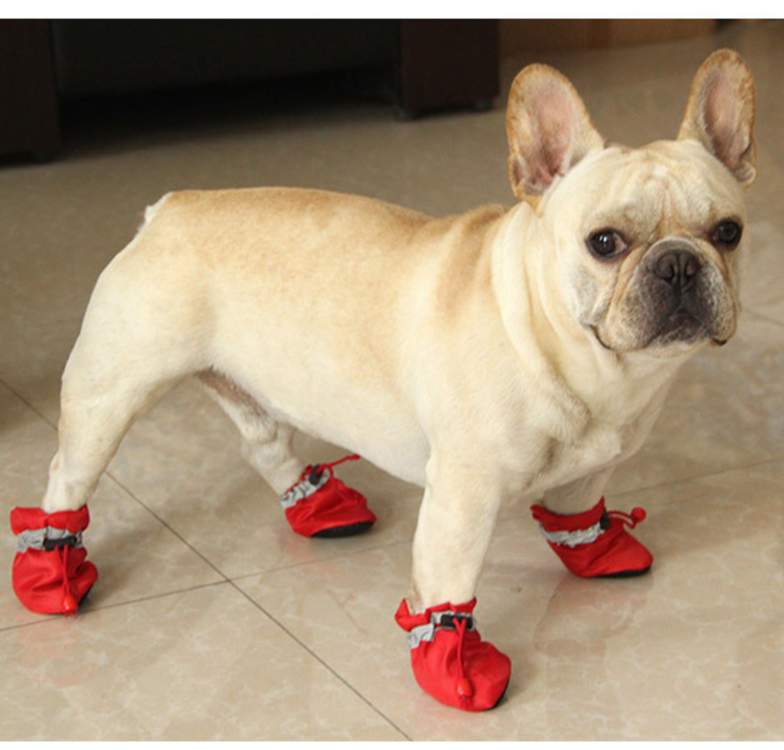 Warm Boots for frenchies (WS029) - Frenchie Bulldog Shop