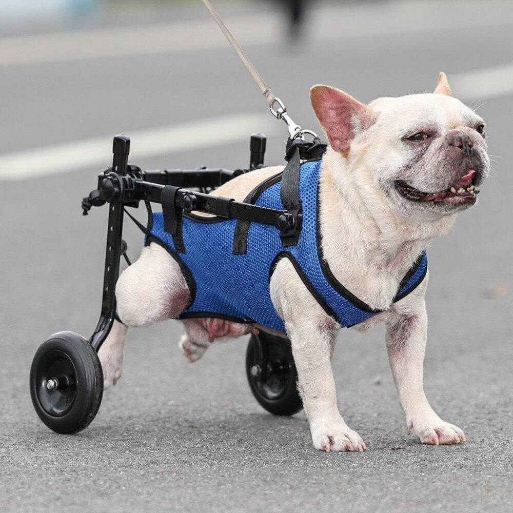 MobilityPup-Premium-Frenchie-Pet-Wheelchair-Helping-Disabled-French-Bulldogs-Thrive-(WA3223)-www.frenchie.shop