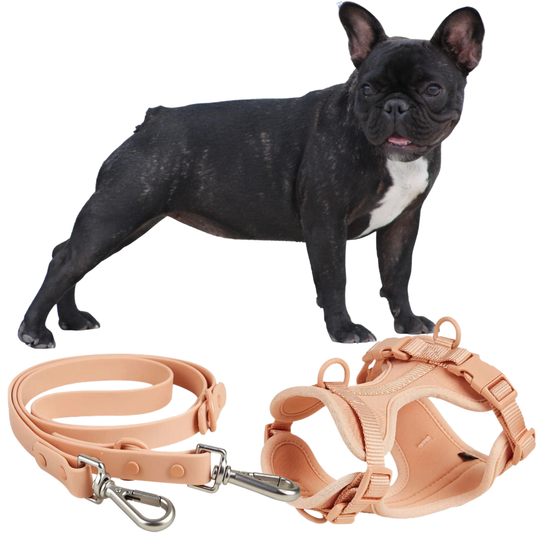 Stylish Quick Release Harness for French Bulldog Puppy