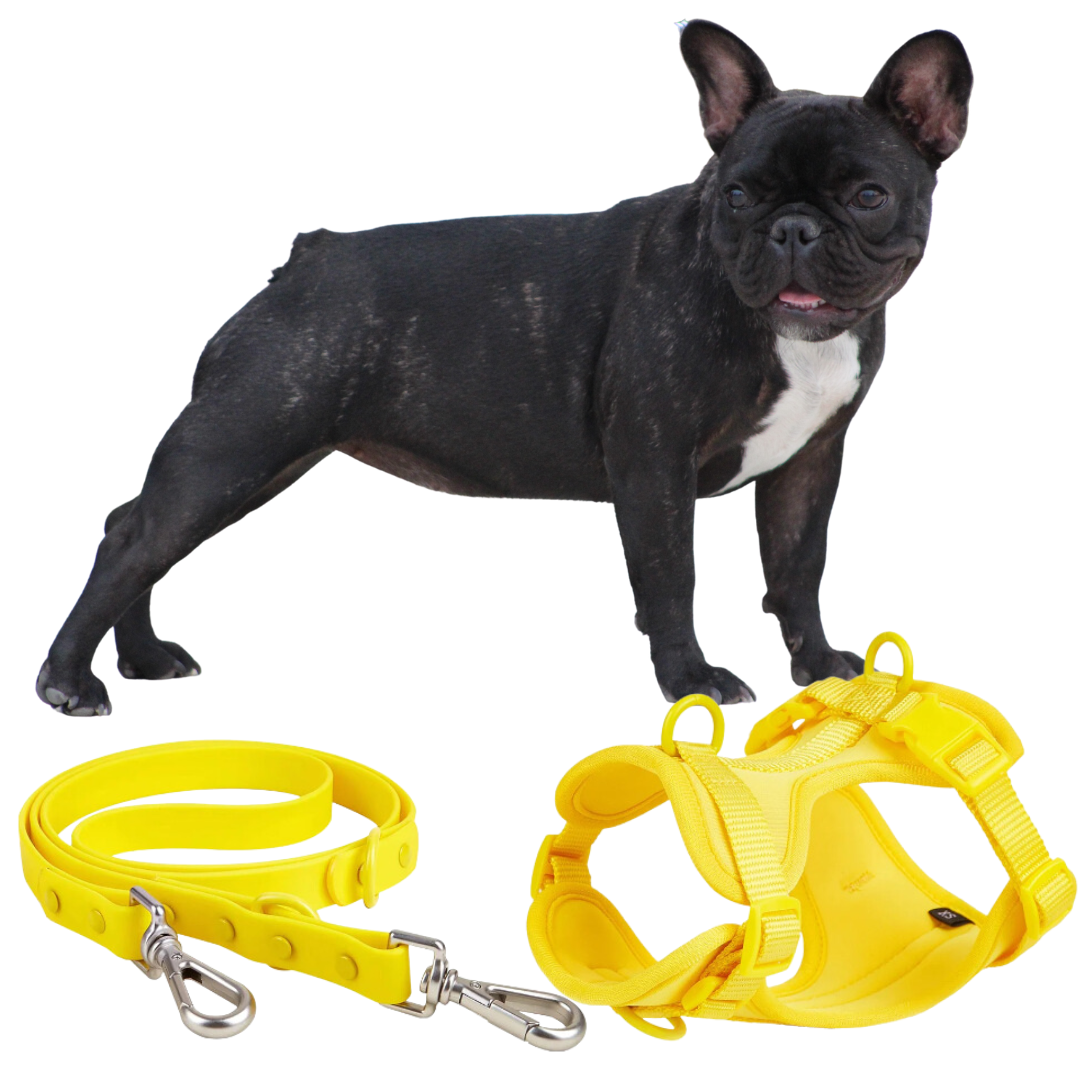 Stylish Quick Release Harness with leash for French Bulldog