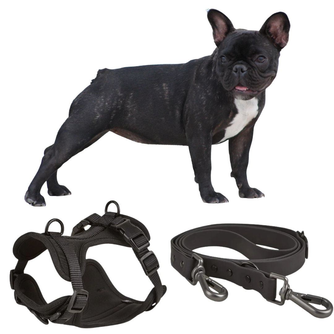 Stylish Quick Release Harness with leash for Frenchie