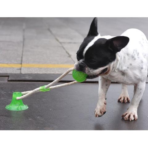 Suction Frenchie TugToy