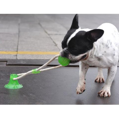 Suction Frenchie TugToy