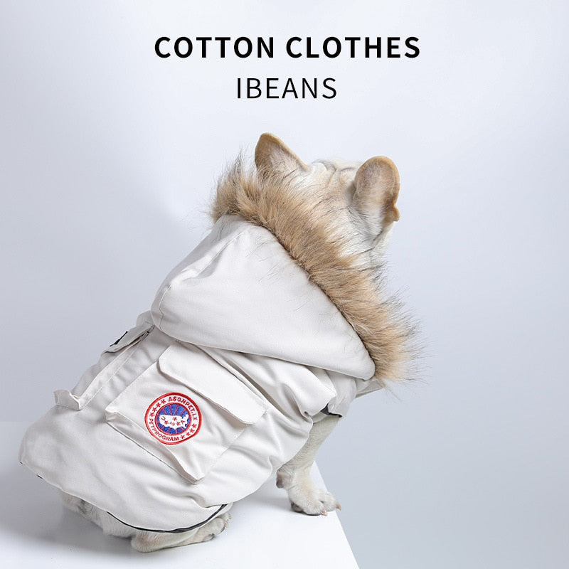 Trendy Winter Clothes for French Bulldog 