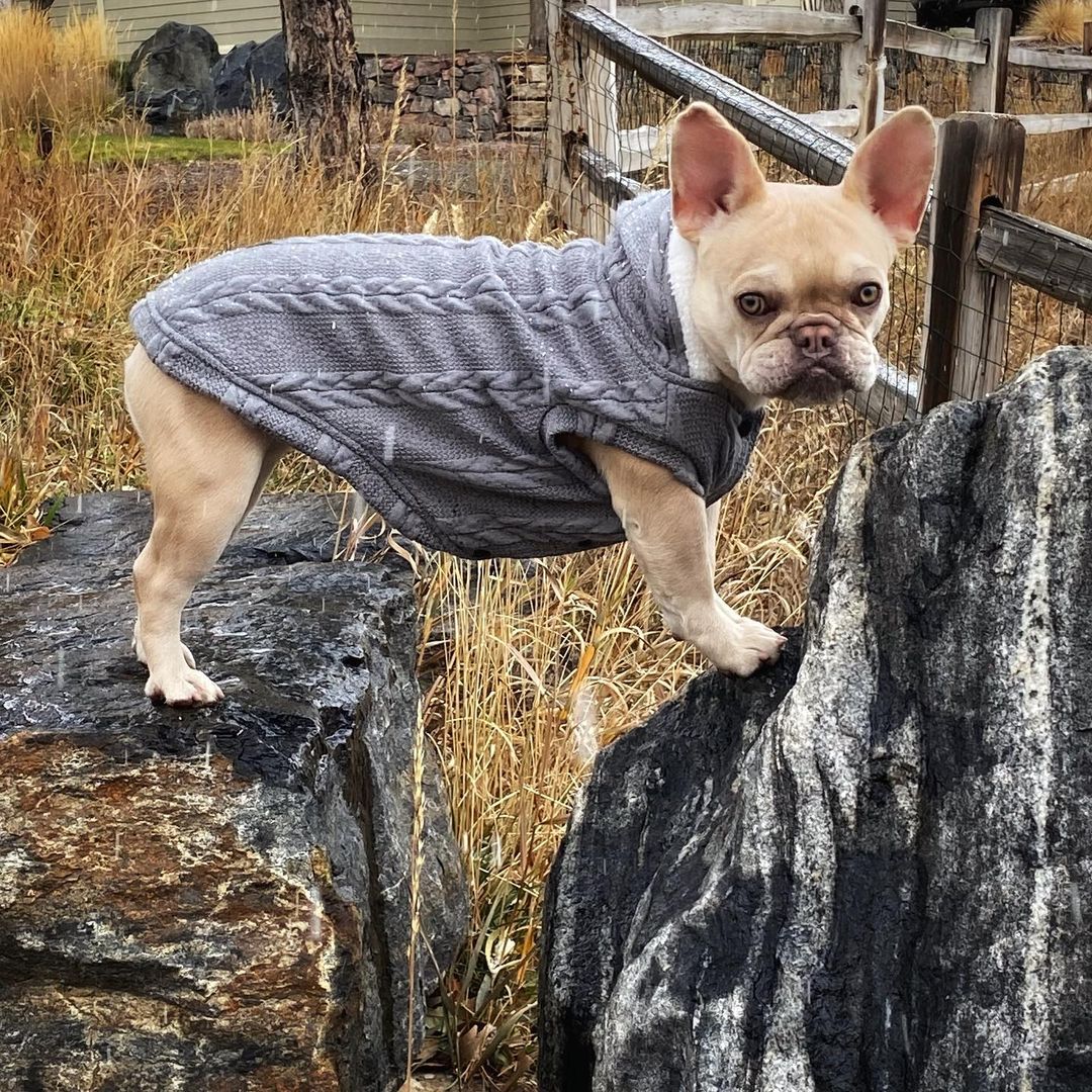Warm Sweater for Frenchie