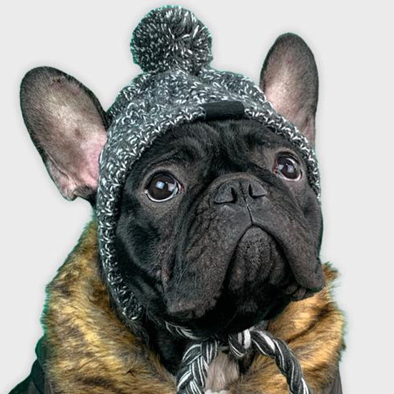 Windproof Woolen Winter Cap for French Bulldog