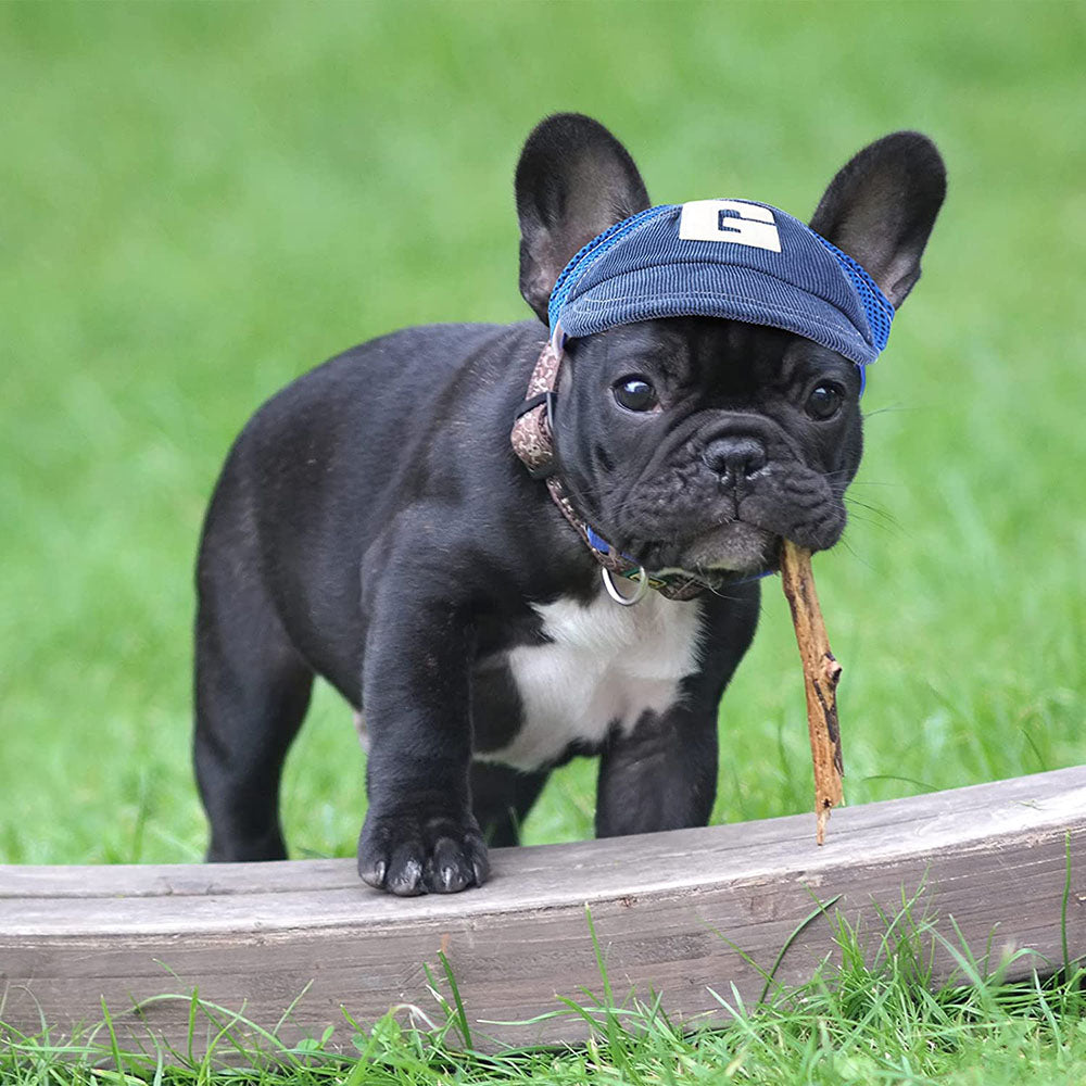 baseball cap dog