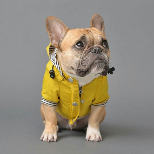 bulldog raincoat