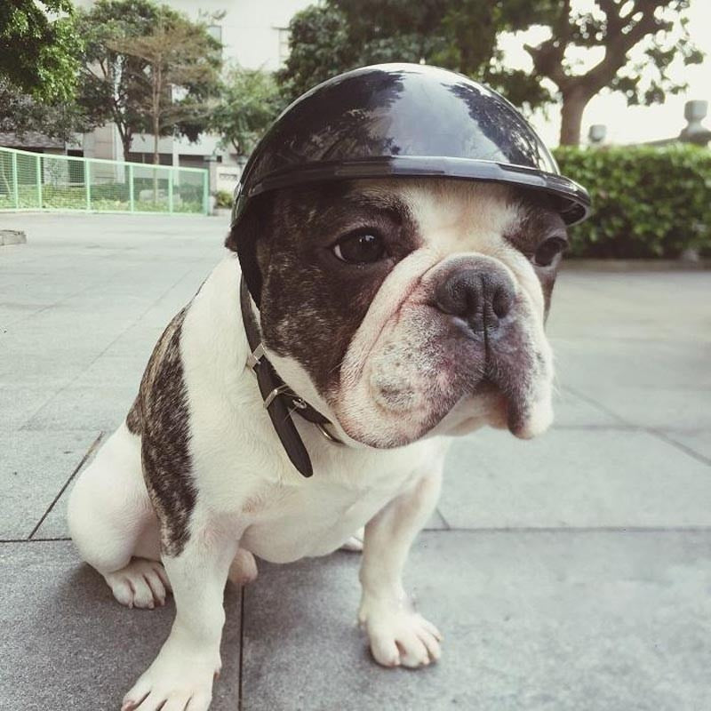 bulldog with helmet
