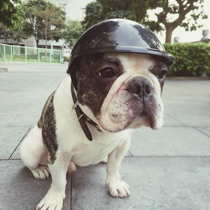 bulldog with helmet