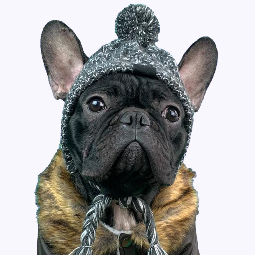 cap for french bulldog