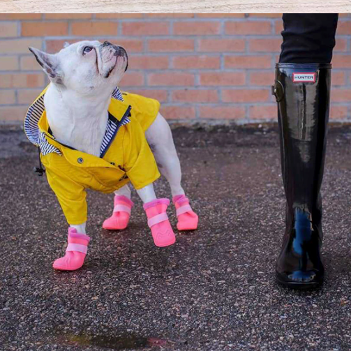 cooper french bulldog raincoat
