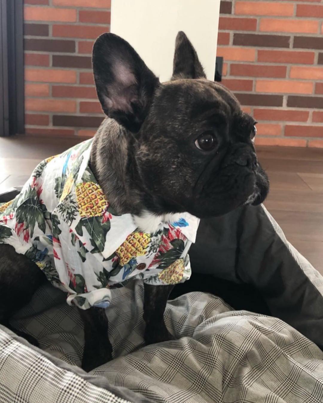 cotton shirt for french bulldog