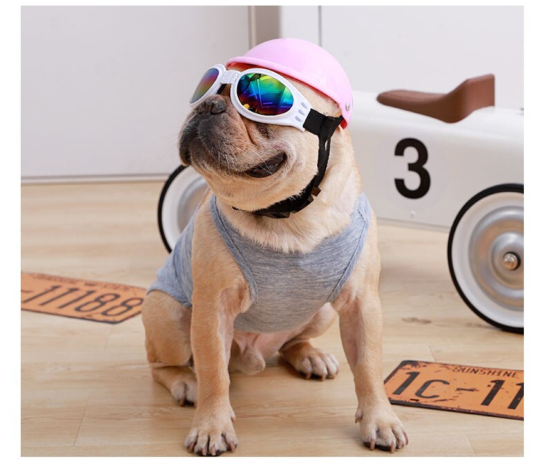 dog goggles french bulldog