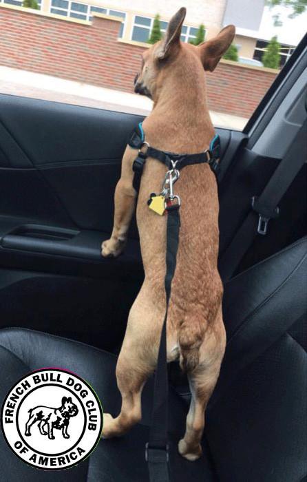dog seat belt strap