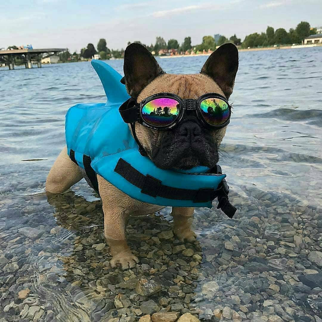 Bulldog Life Vest – Secure Swim with Style V2 - Main Image