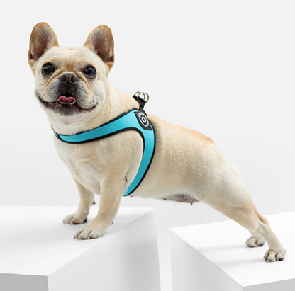 easy wear harness for french bulldog