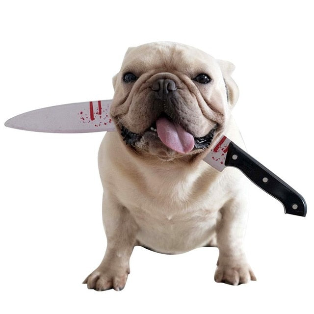 french bulldog accessories