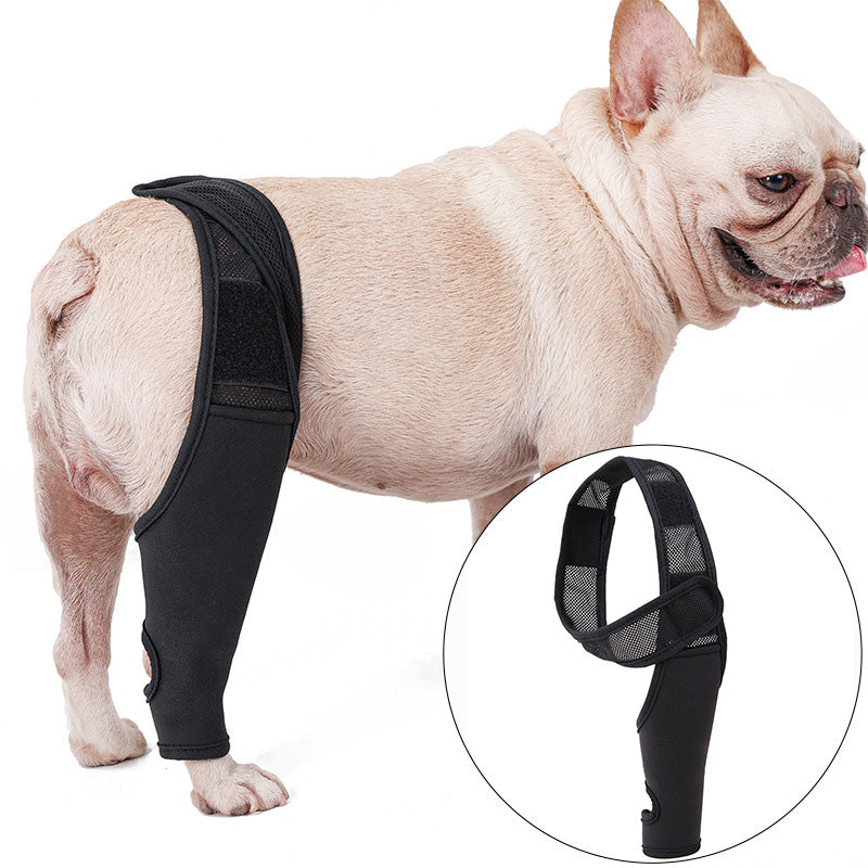 french bulldog back brace
