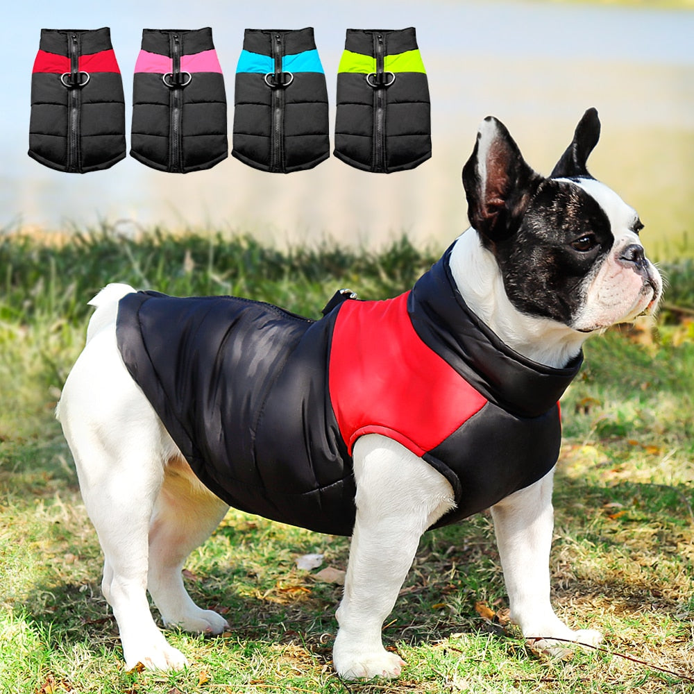 french bulldog coat with harness