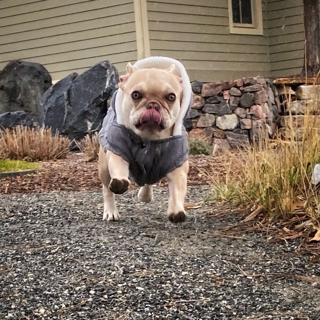 french bulldog cotton sweater