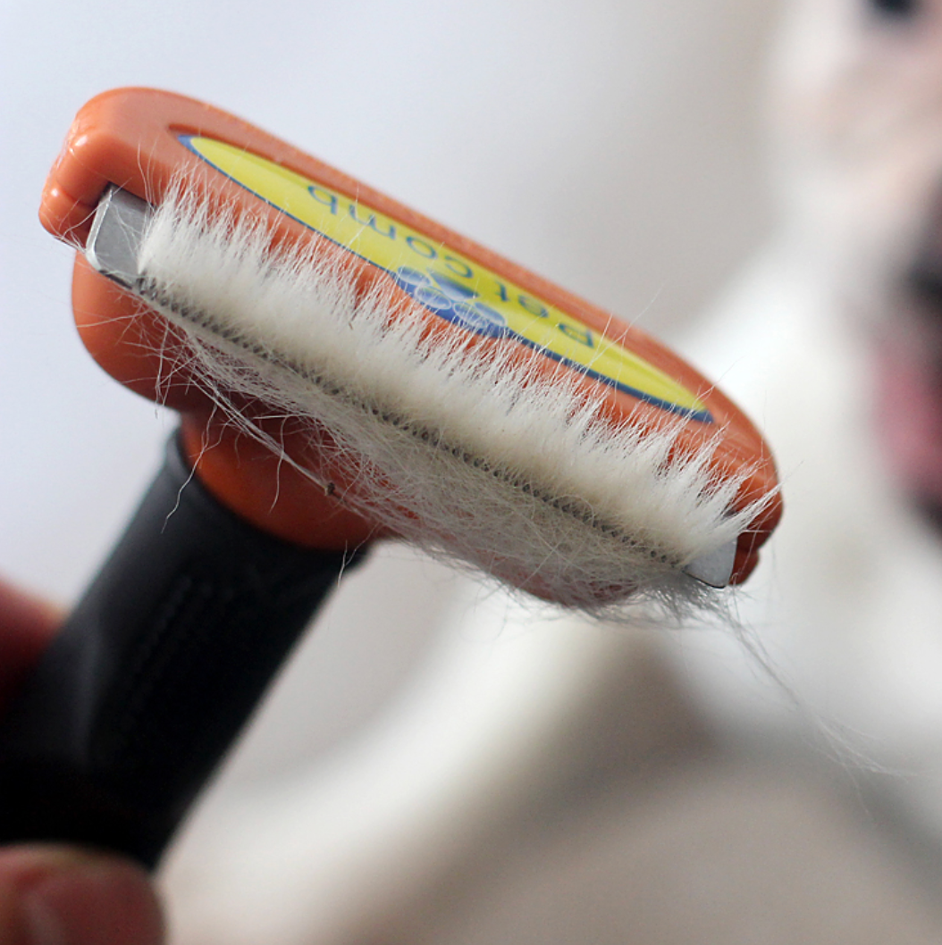 french bulldog hair brush