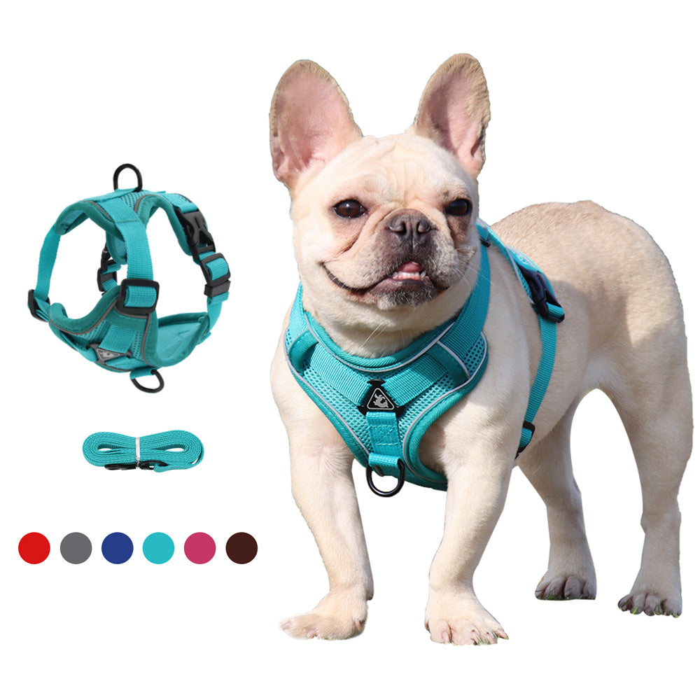 french bulldog harness and lead