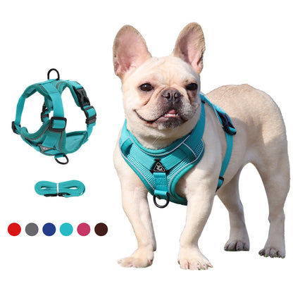 french bulldog harness and lead