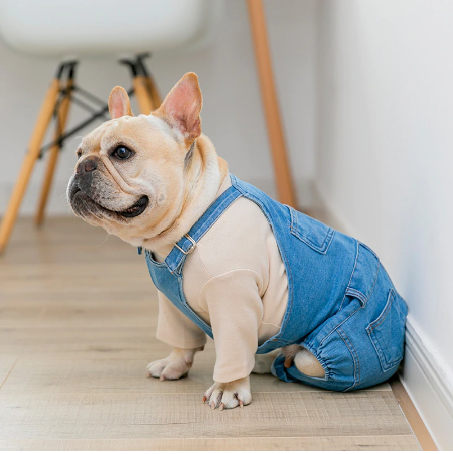  french bulldog jeans