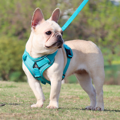 french bulldog lead and harness