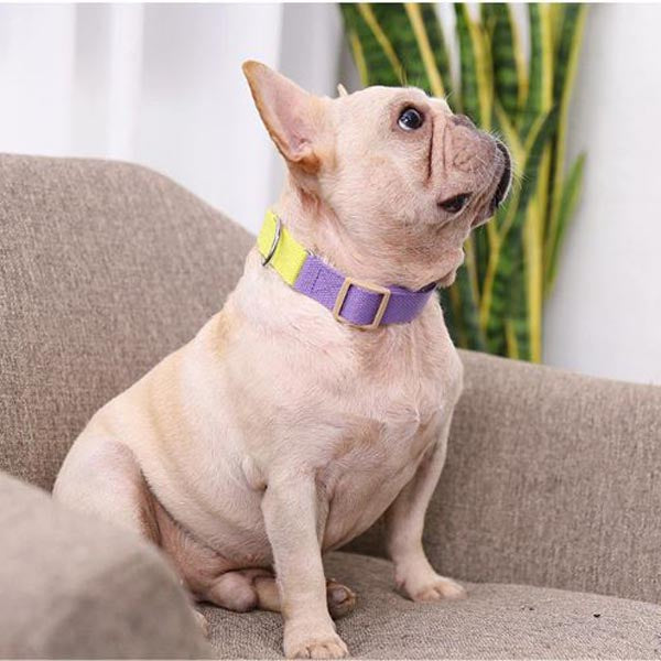 french bulldog leash and harness